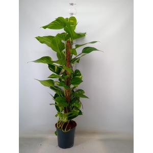 Epipremnum pinn.   ...moss stick