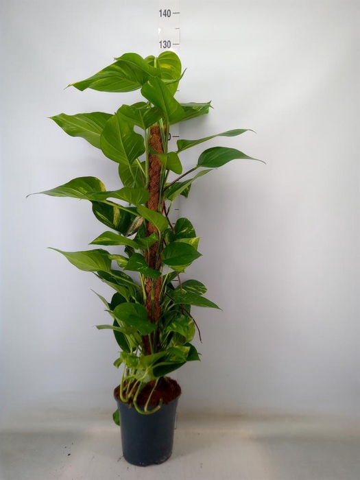 <h4>Epipremnum pinn.   ...moss stick</h4>