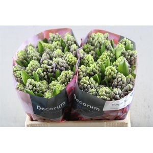 Hyac Purple Star (noort)