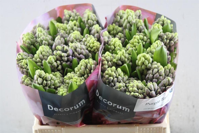 <h4>Hyac Purple Star (noort)</h4>