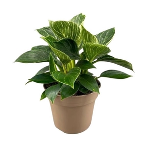 Philodendron Birkin (White Wave)