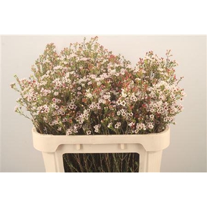 Chamelaucium White Maya