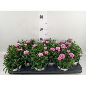 Dianthus  'Oscar Purple Wings'