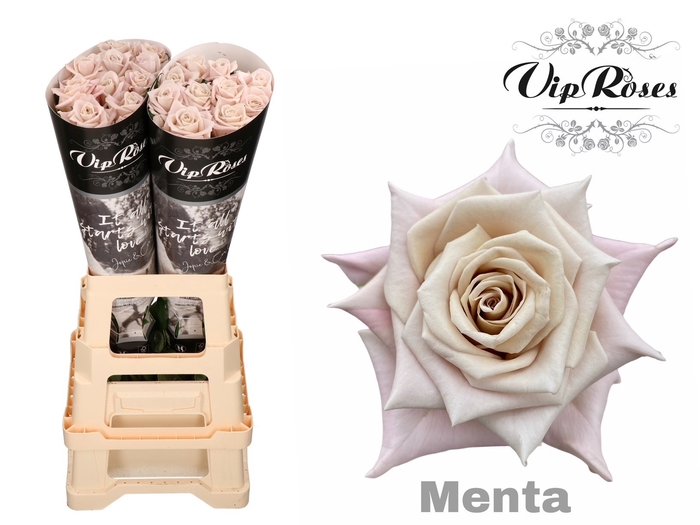 <h4>R Kl Menta X20</h4>