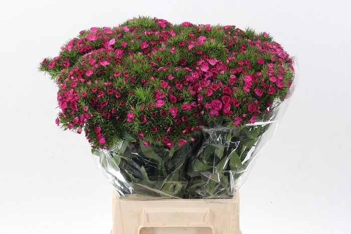 <h4>Di Barb Lord</h4>