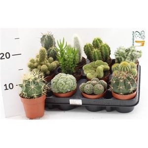 Cactus gemengd