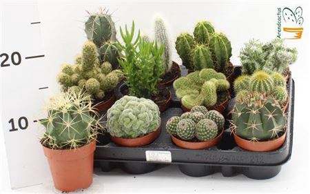 <h4>Cactus gemengd</h4>
