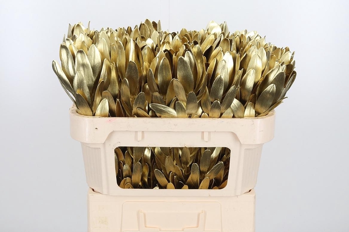 <h4>Leucod Kl Bh Goud</h4>