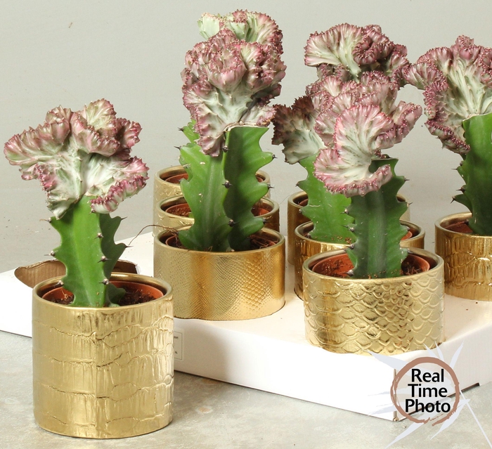 <h4>EUPHOR LAC CRISTATA</h4>