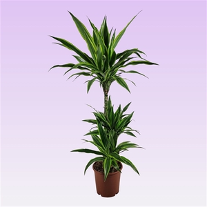 Dracaena lemon lime jumbo 60-30-15 115