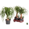 arr8 Beaucarnea Recur