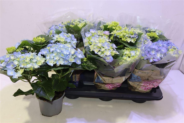 <h4>Hydr M Early Blue</h4>