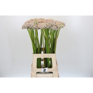 Allium Silverspring