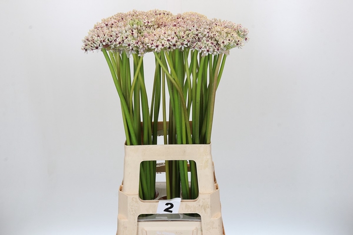 <h4>Allium Silverspring</h4>