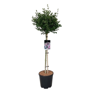 Syringa meyeri 'Palibin'