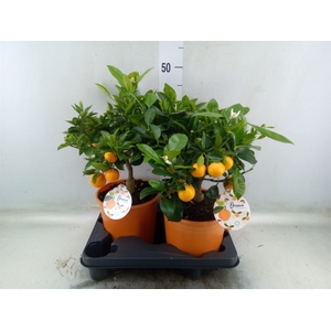 Citrofortunella microcarpa