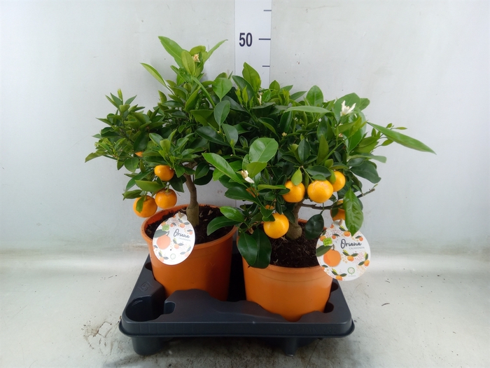 <h4>Citrofortunella microcarpa</h4>