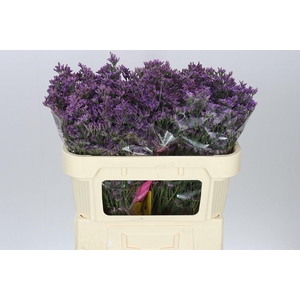 Lim. Sin Shooting Star