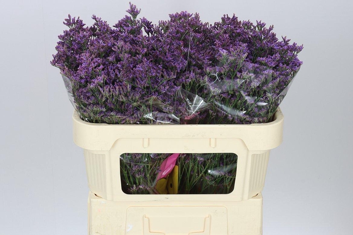 <h4>Lim. Sin Shooting Star</h4>