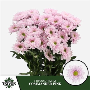 CHR T COMMANDER PINK