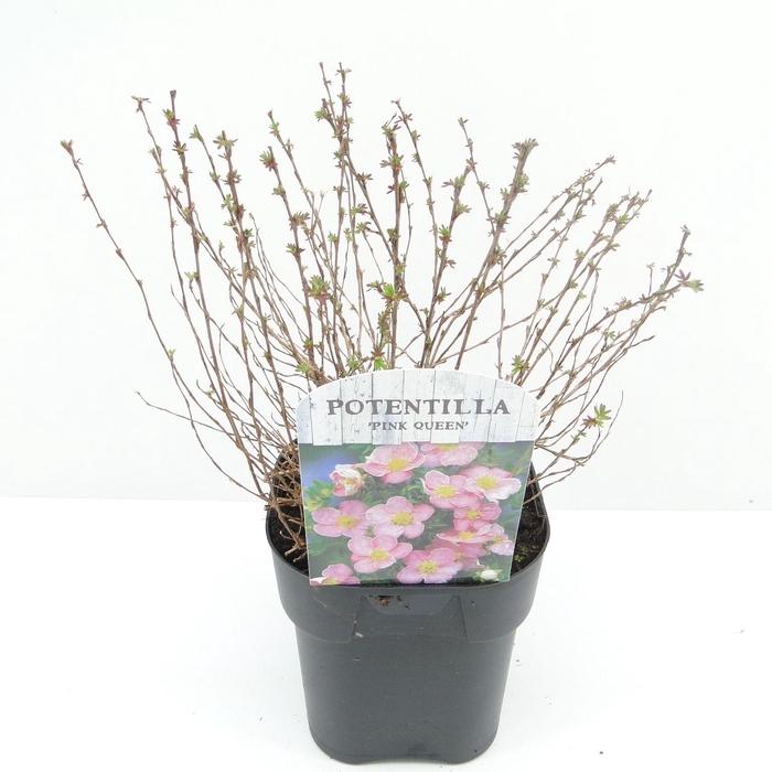 <h4>Potentilla frut. Blink (Pink Queen)</h4>