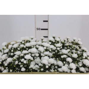 ASTER MARIANA 050 CM