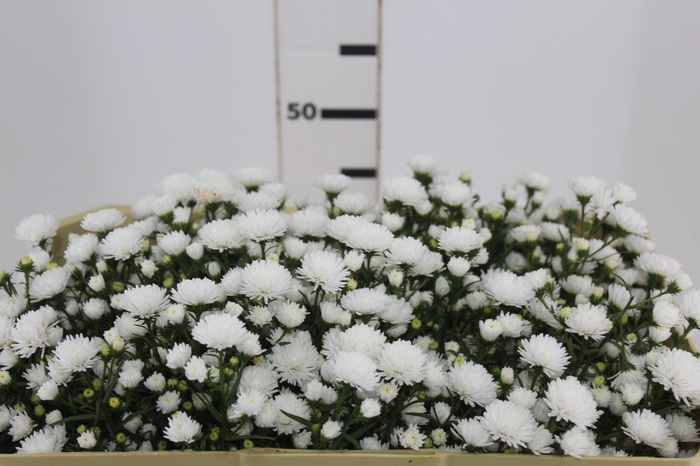 <h4>ASTER MARIANA 050 CM</h4>