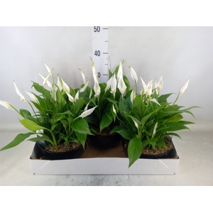 Spathiphyllum  'Pearl Cupido'