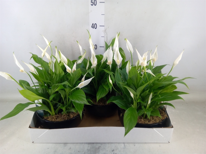 <h4>Spathiphyllum  'Pearl Cupido'</h4>