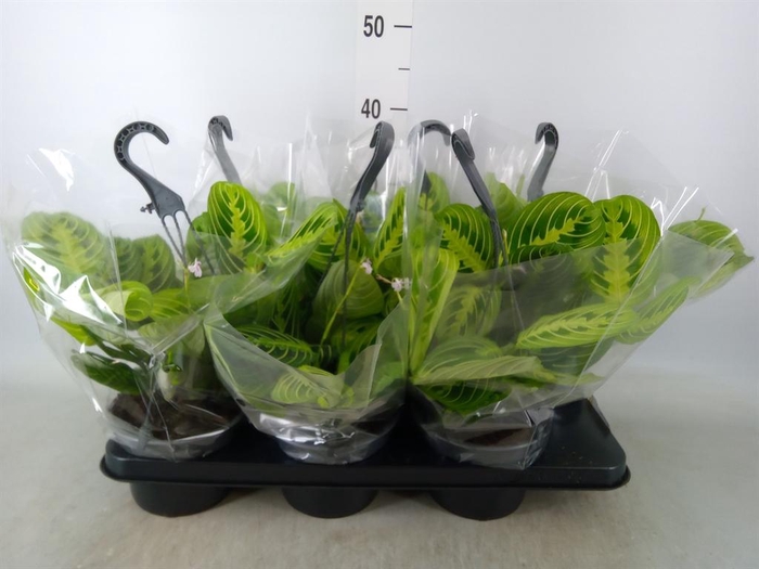 <h4>Maranta leuc.   ...</h4>