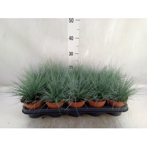 Festuca glauca