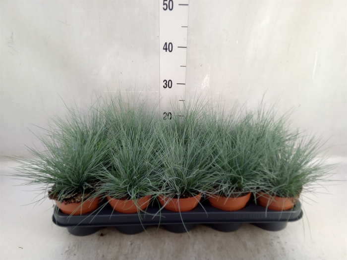 Festuca glauca