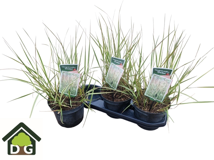 <h4>CALAMA AC OVERDAM</h4>