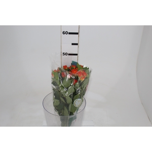 ROSA SPRAY BABE 040 CM