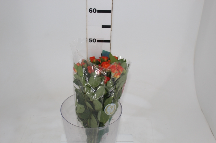 <h4>ROSA SPRAY BABE 040 CM</h4>
