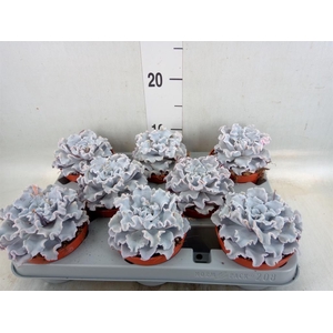 Echeveria   ...