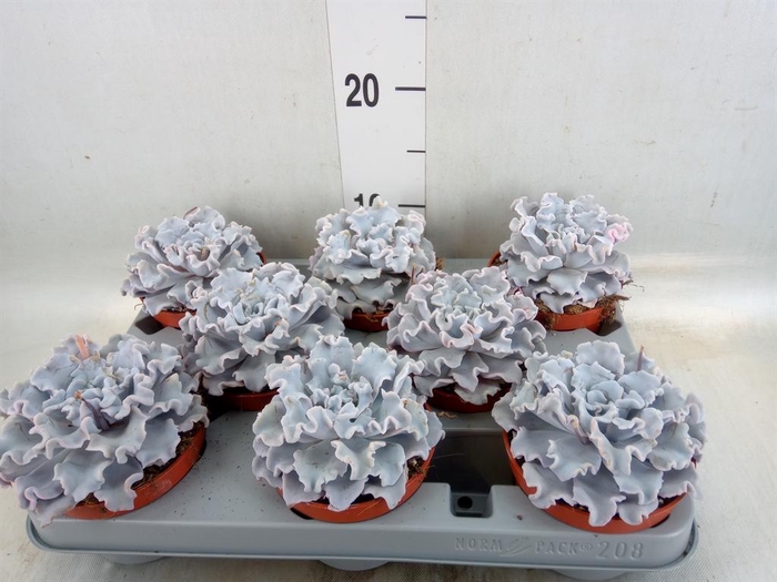 <h4>Echeveria   ...</h4>