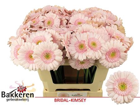 Ge Mi Bridal Kimsey