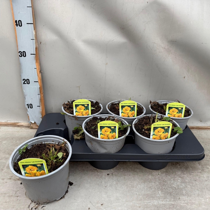 Geum Chiloense Lady Stratheden