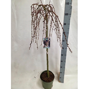 SALIX CAP KILMARNOCK