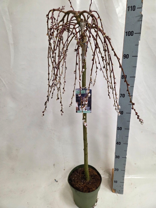 <h4>SALIX CAP KILMARNOCK</h4>