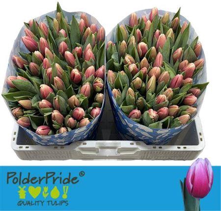 <h4>Tu En Universum</h4>