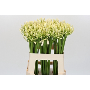 Agapanthus Gletsjer