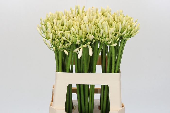 <h4>Agapanthus Gletsjer</h4>