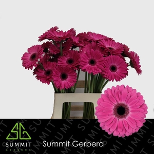 Gerbera Rich Lang Gelijk 56cm Water x40