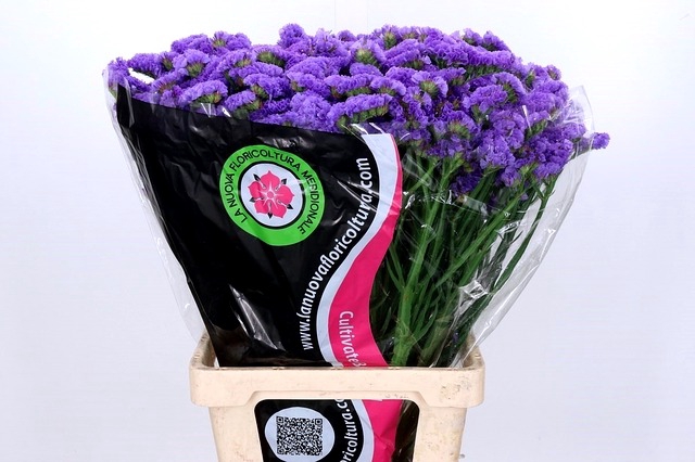 <h4>Limonium Statice Blue Wings</h4>