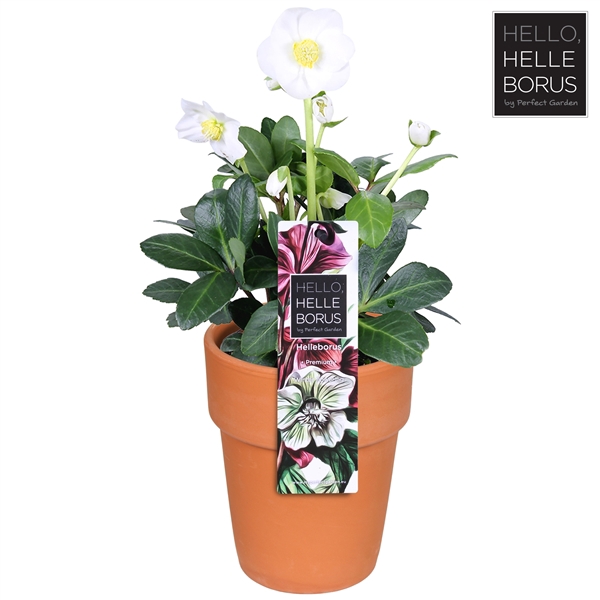 <h4>Helleborus niger Christmas Carol P12 (Terracotta)</h4>