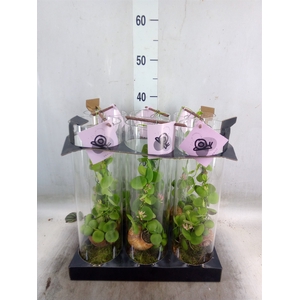 Arr.  Dischidia
