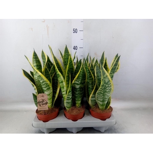 Sansevieria trifa. 'Futura Superba'