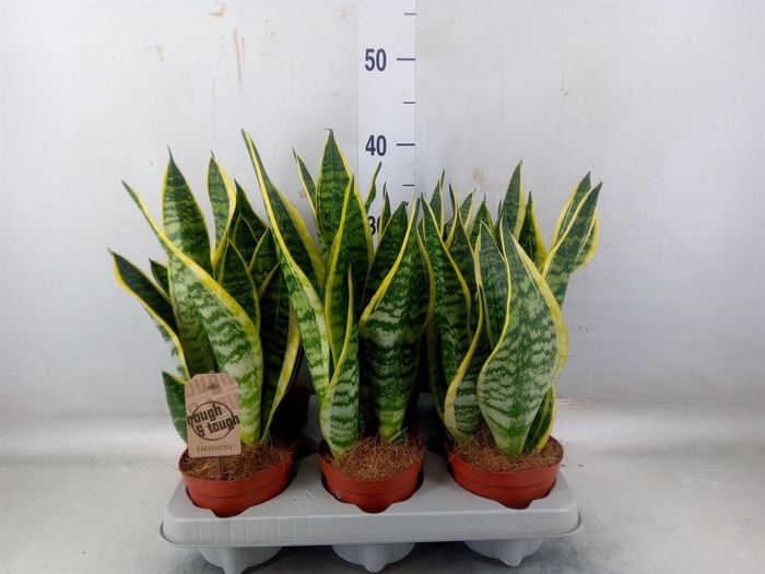 <h4>Sansevieria trifa. 'Futura Superba'</h4>